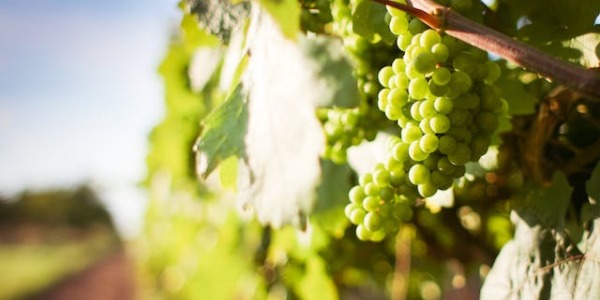 La Magia de los Vinos Dulces de Málaga: Tradición, Variedades y Maridaje